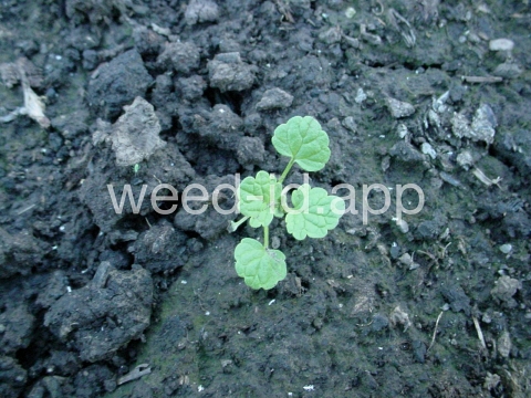 henbit